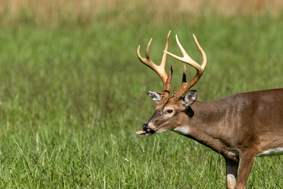 Oh-Deer Deer sticking out tongue