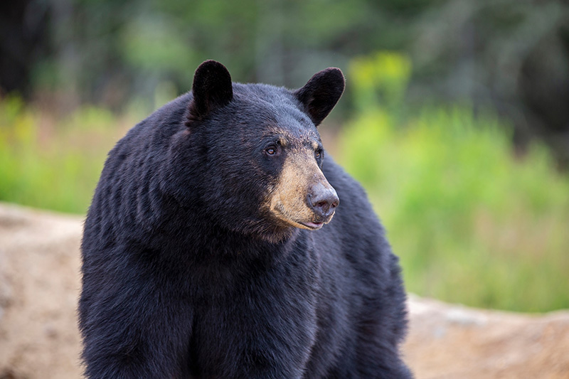 black-bear-bait